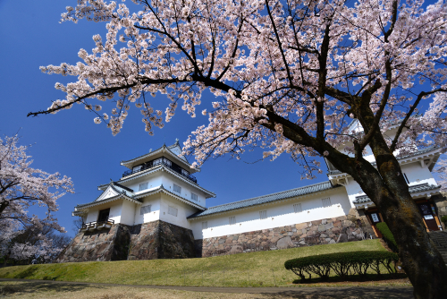 【長岡】3/28（金）～5/6（火祝）「悠久山桜まつり」