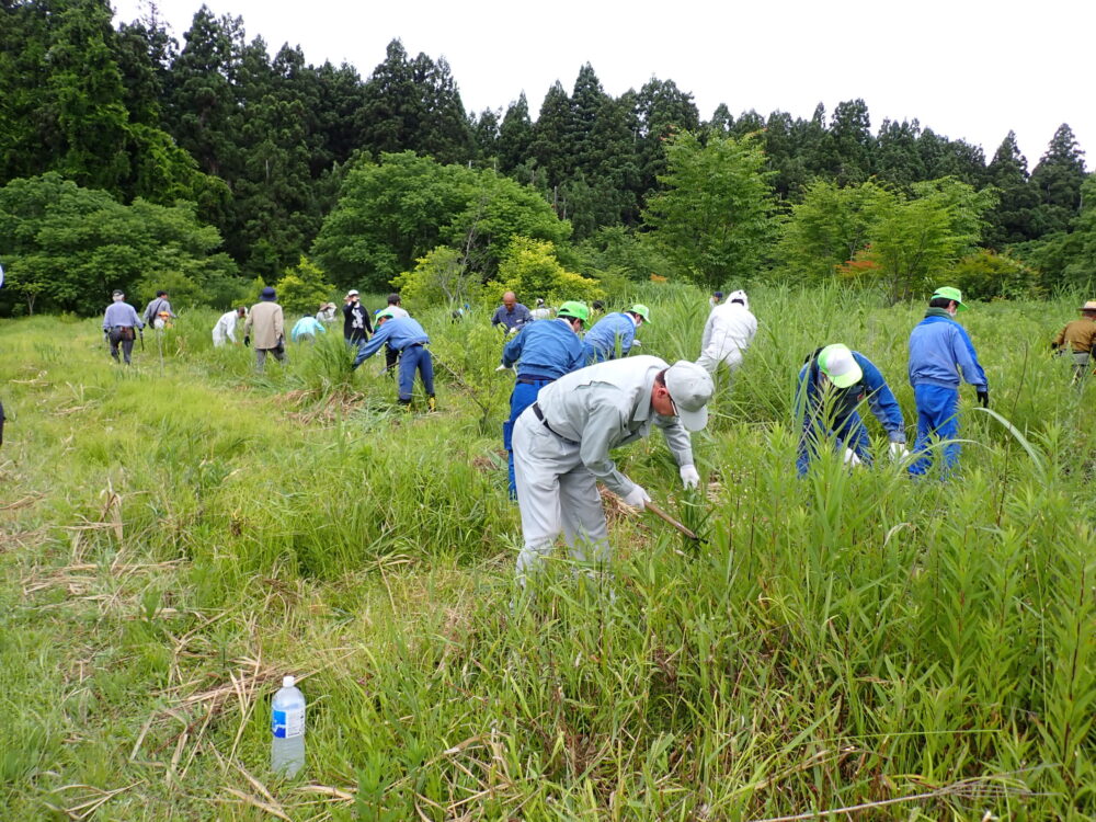 【柏崎】6/21(土)、7/12(土)　柏崎・夢の森公園「森づくり活動」
