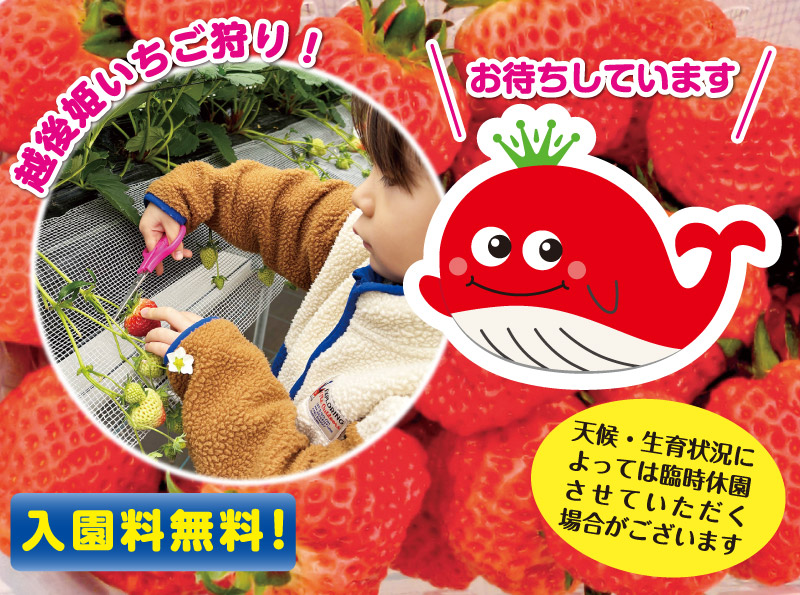 seasun2603_いちご園（ファームくじらなみ）