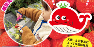 seasun2603_いちご園（ファームくじらなみ）